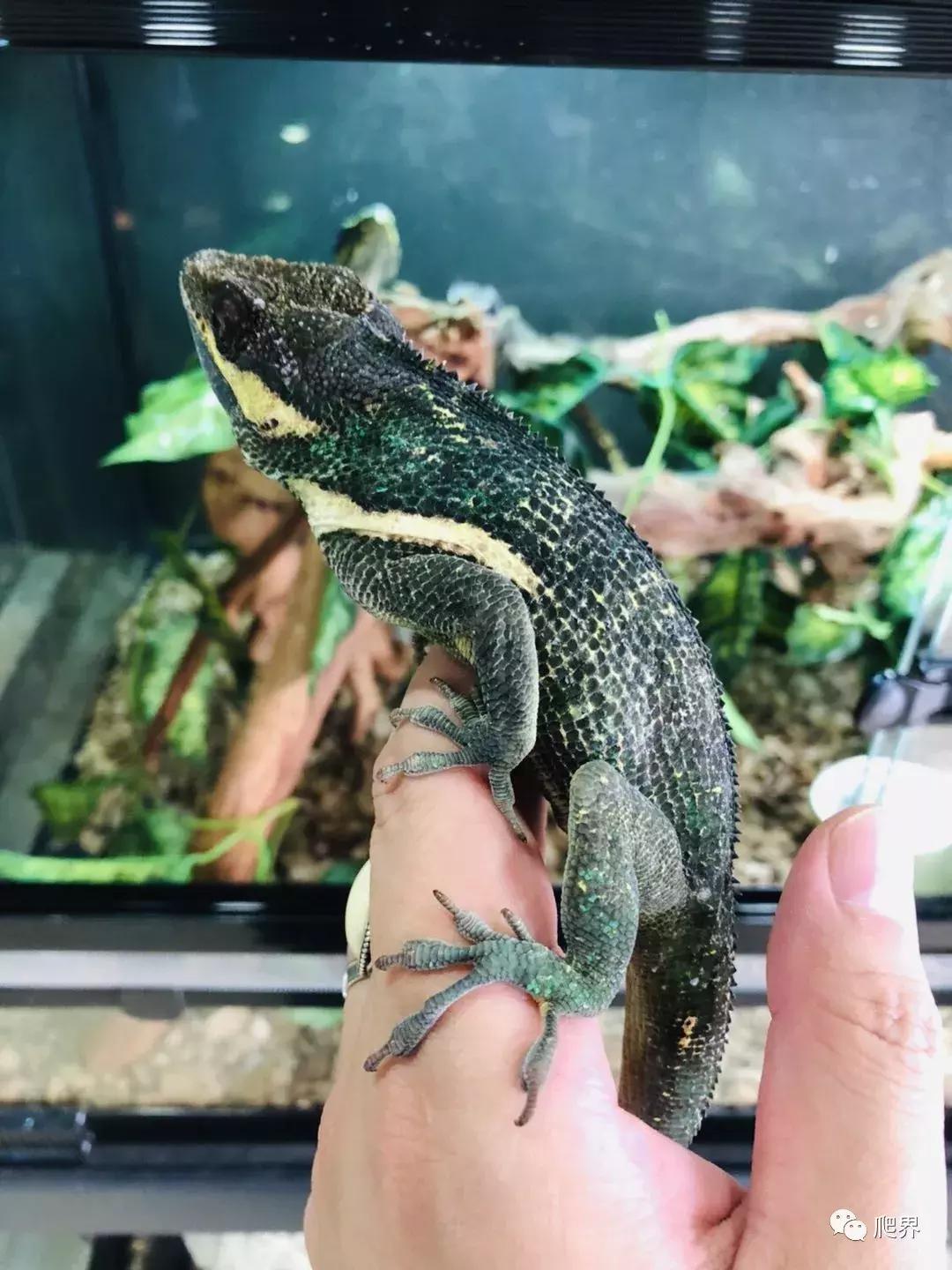 湛江爬宠店,深圳爬宠店在哪里