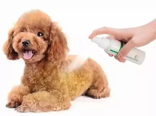 疫情当前，宠物还能养吗？答案在这里