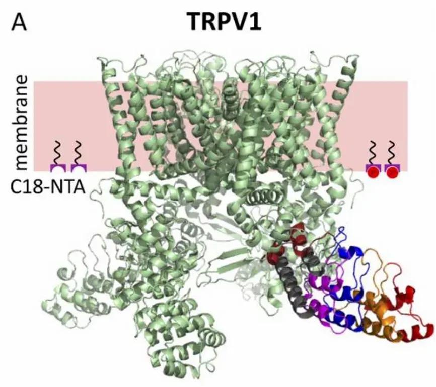 吃辣椒为啥感觉热?吃薄荷为啥觉得凉?2021年这项诺奖告诉你答案