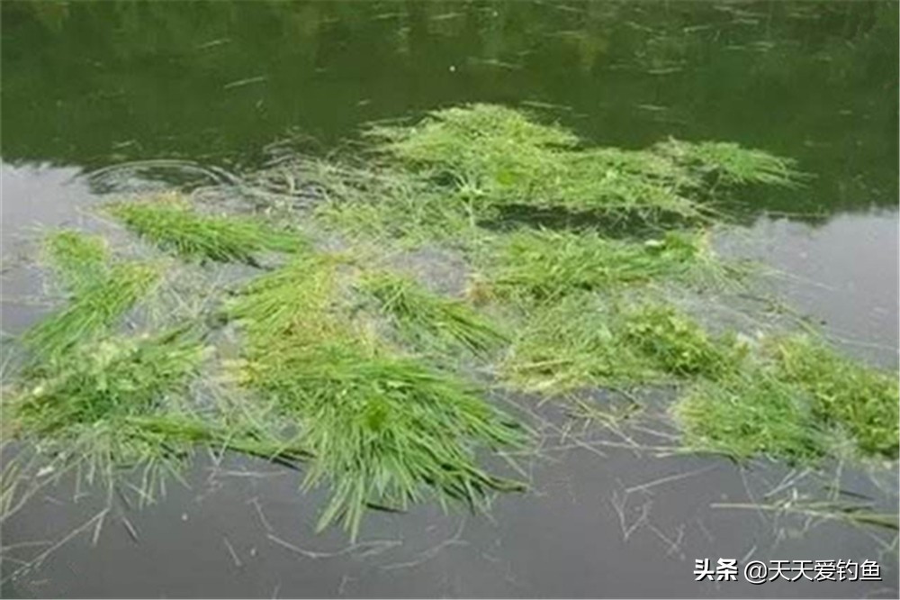 垂钓草鱼的最佳时间和天气,草鱼的生活习性和钓鱼技巧