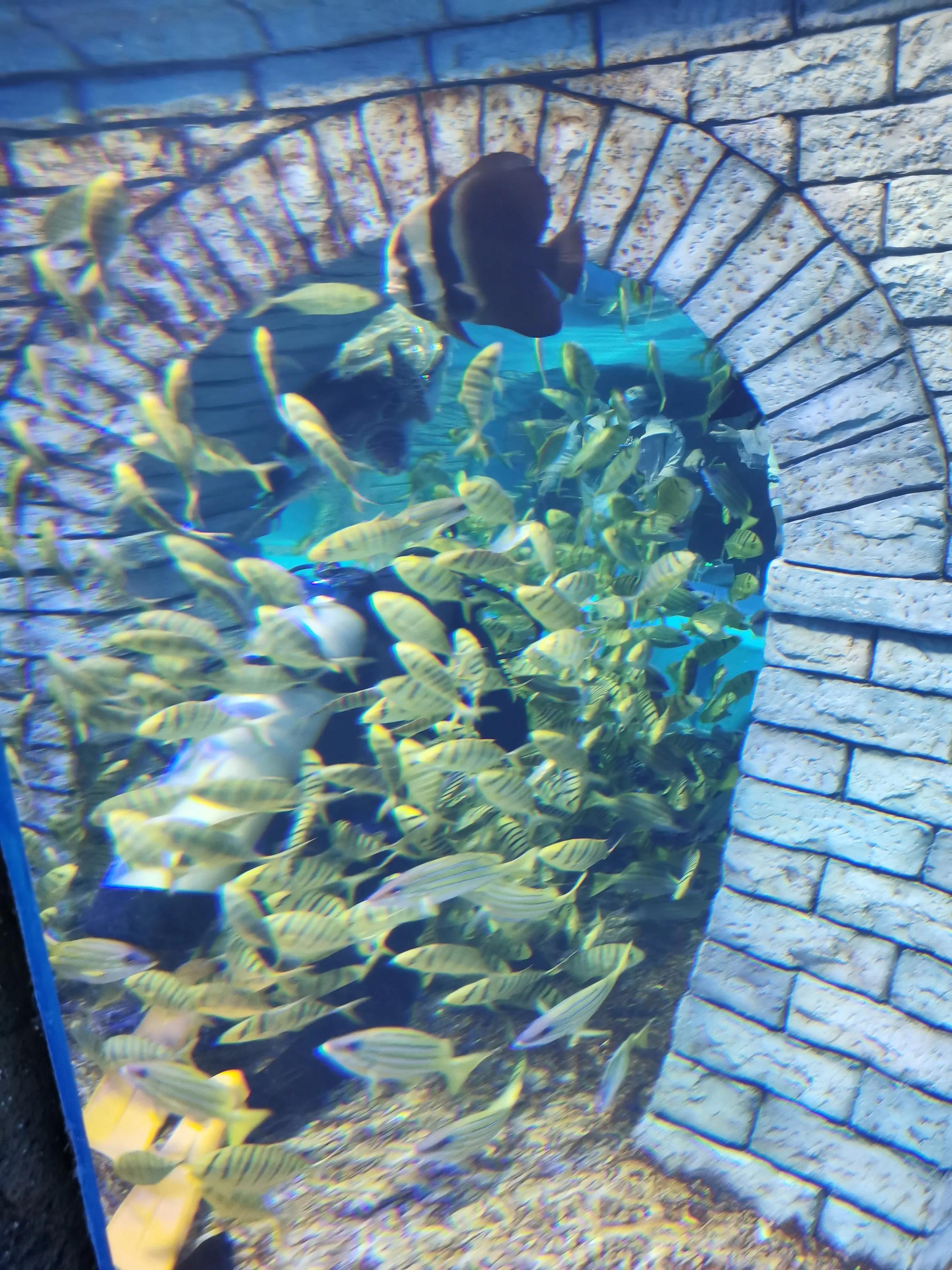 璧拌繘娴锋磱鍔ㄧ墿娴峰簳涓栫晫,鍙傝娴峰簳涓栫晫娴锋磱鍔ㄧ墿瑙嗛