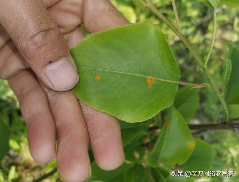 梨树叶片上有黄色的斑块，请问老师是什么病害？