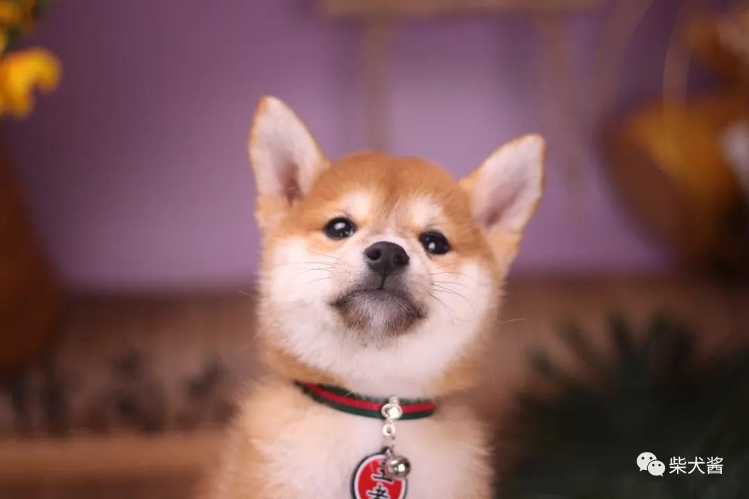 柴犬最便宜价格在多少左右,柴犬价位最便宜多少钱