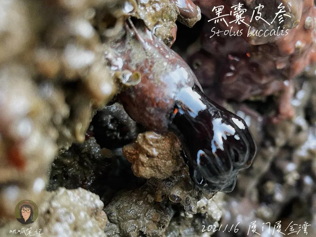 鼓浪屿赶海抓虫,鼓浪屿赶海佛手螺