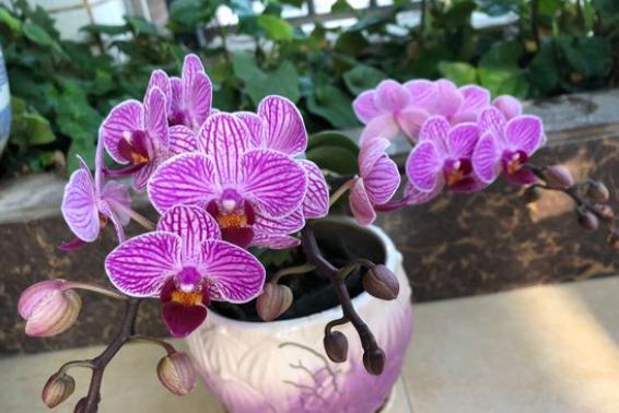 蝴蝶兰叶片发软咋回事,蝴蝶兰的叶片发软是什么原因