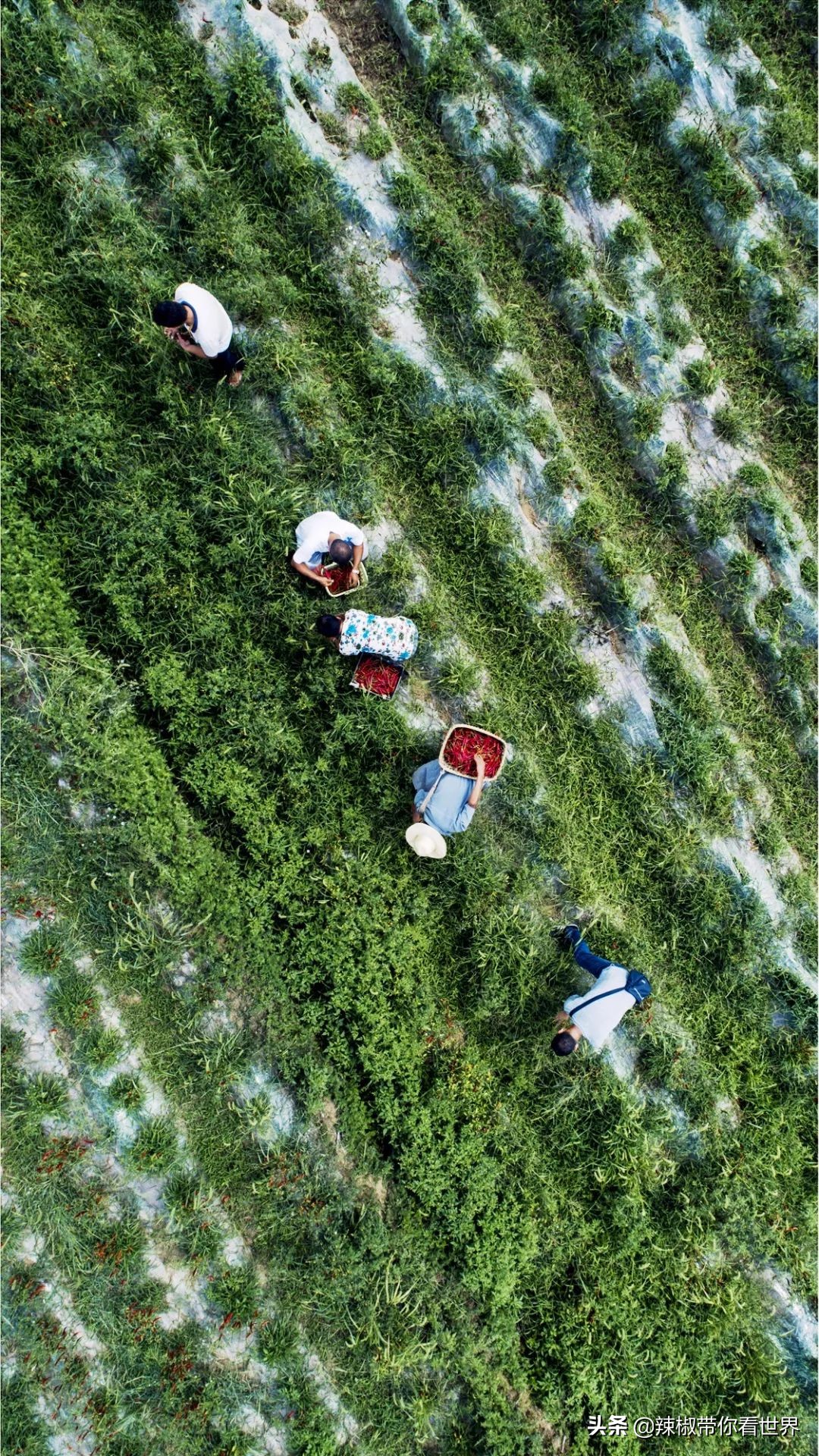 从西到东：贵州——沿河流“黔”行在这里一万种辣椒吃法向你奔来