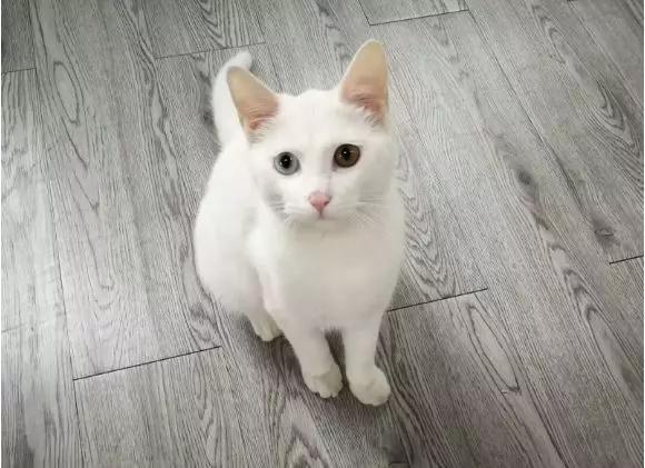 央视多档直播传出猫叫,央视猫叫上热搜