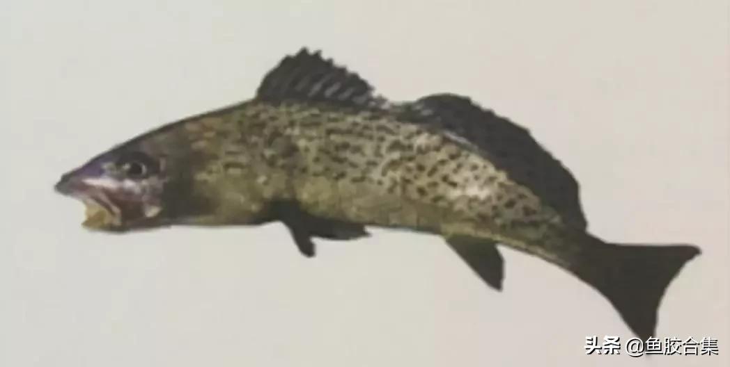 赤嘴鳘鱼鱼胶的功效和作用,赤嘴鱼胶的功效测评