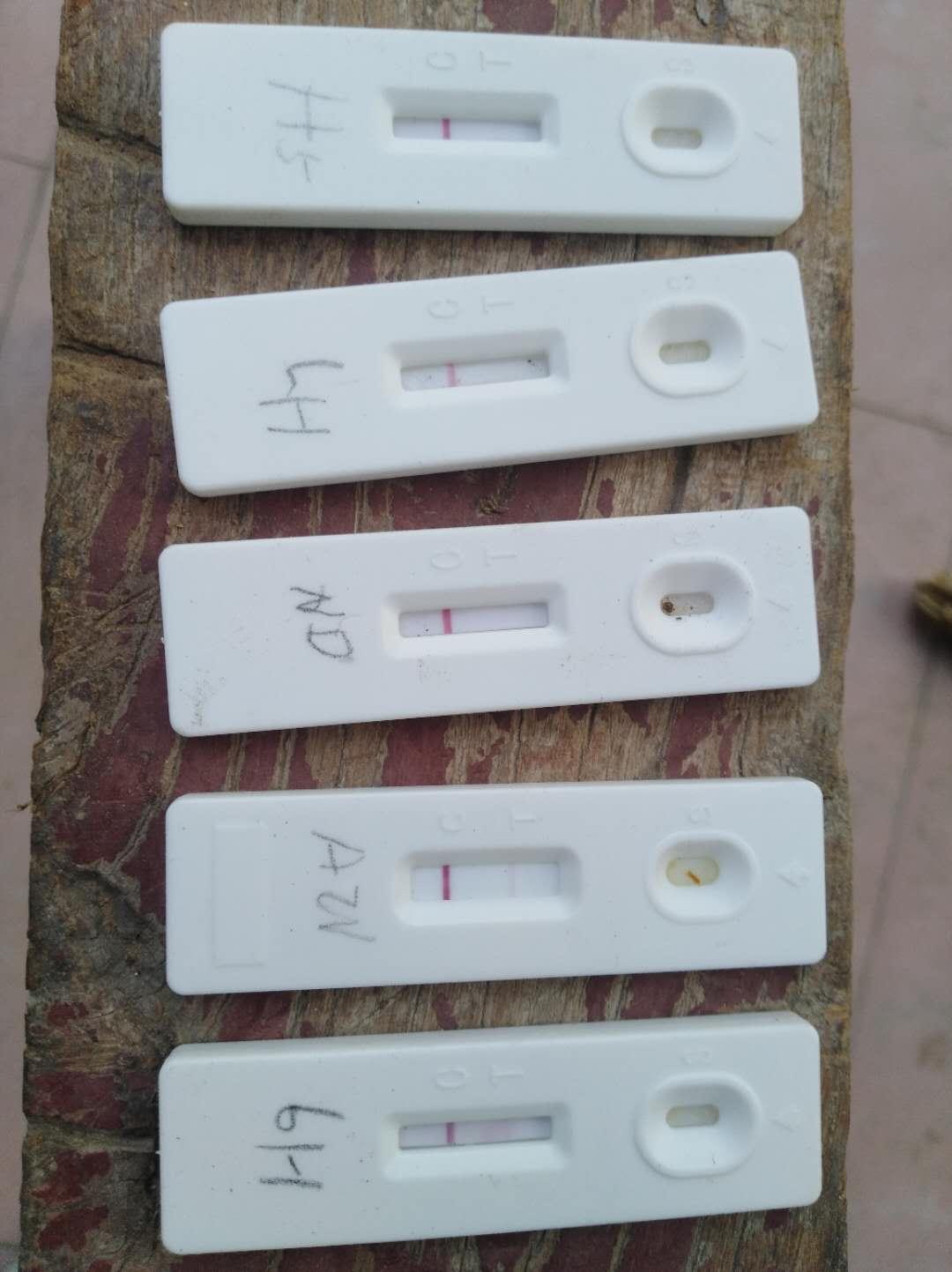 产蛋鸡不生蛋有没有解决办法,蛋鸡不明原因产蛋急剧下降