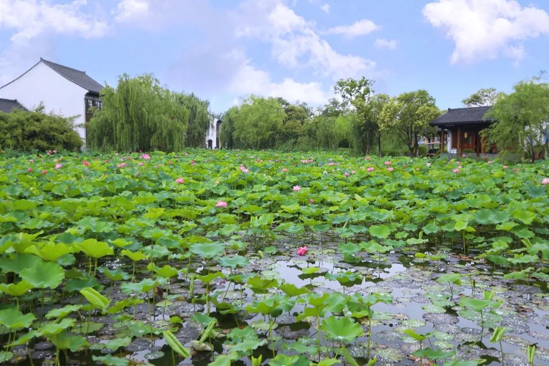 三月赏花一日游上海景点,本月上海赏花一日游最佳去处