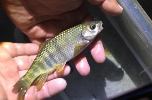 钓溪石斑鱼需要准备哪些,溪坑石斑鱼食用方法