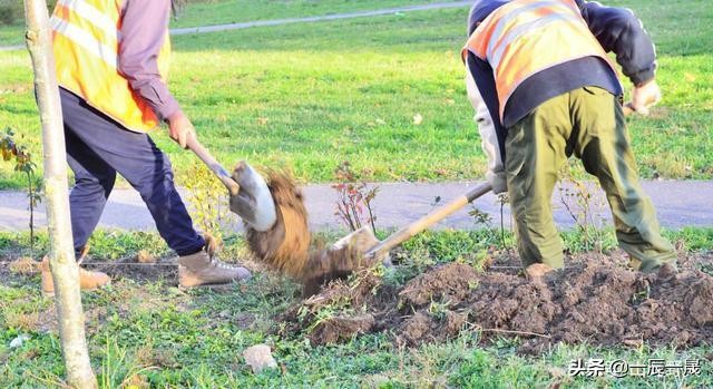 干活往手上吐口水,干活时往手上吐口水是什么效应