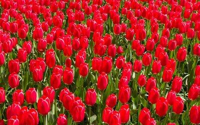 郁金香花之女王,素有花之女王之称的郁金香