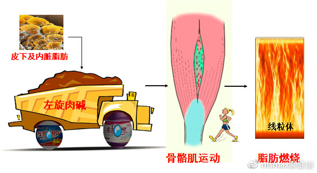 左旋蛋白粉bcaa怎么搭配喝,左旋肉碱bcaa