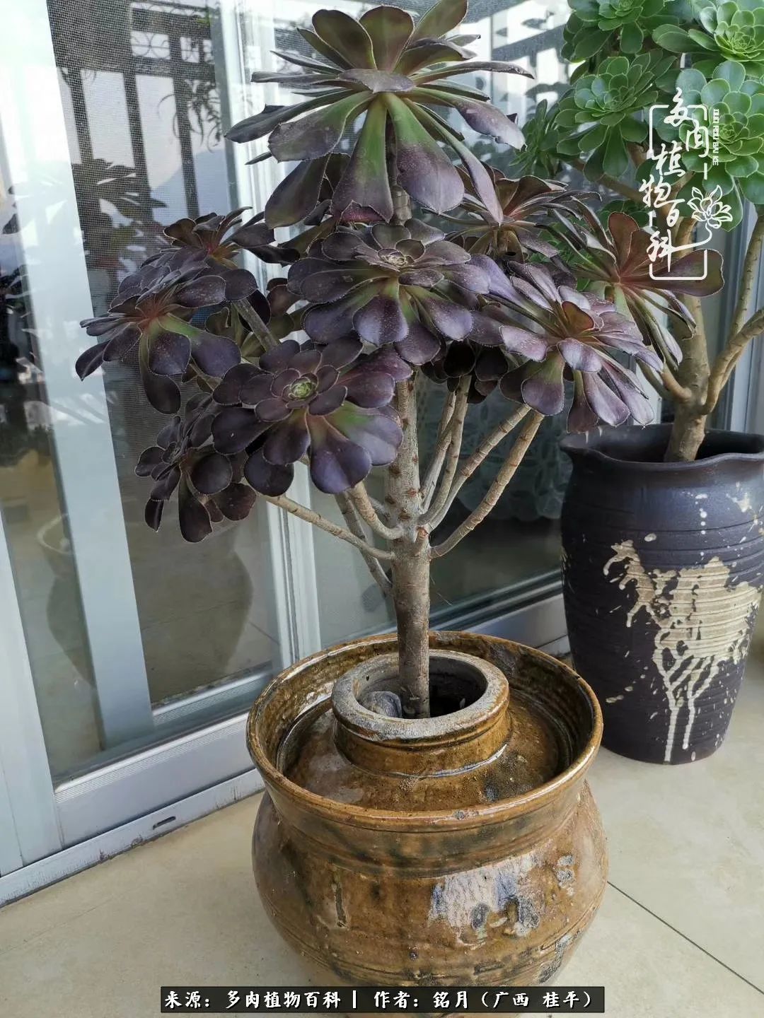 多肉怎么养出色彩,多肉很容易出现美丽的色彩