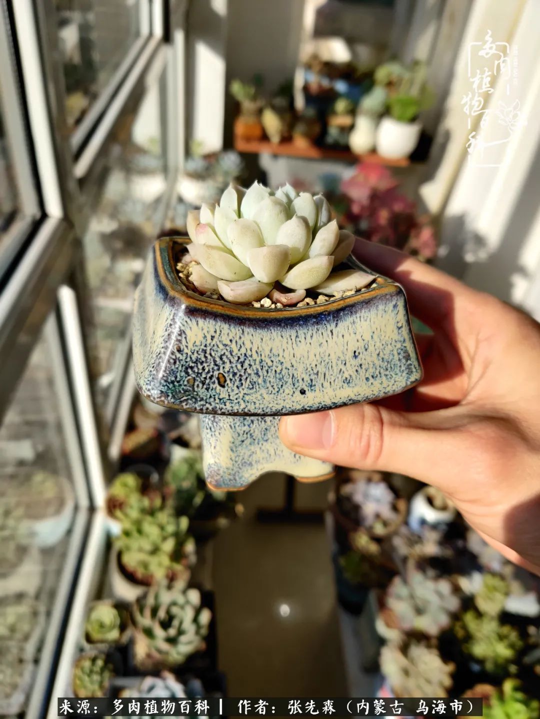 吸取教训，不断探索，英语老师的多肉碎碎念