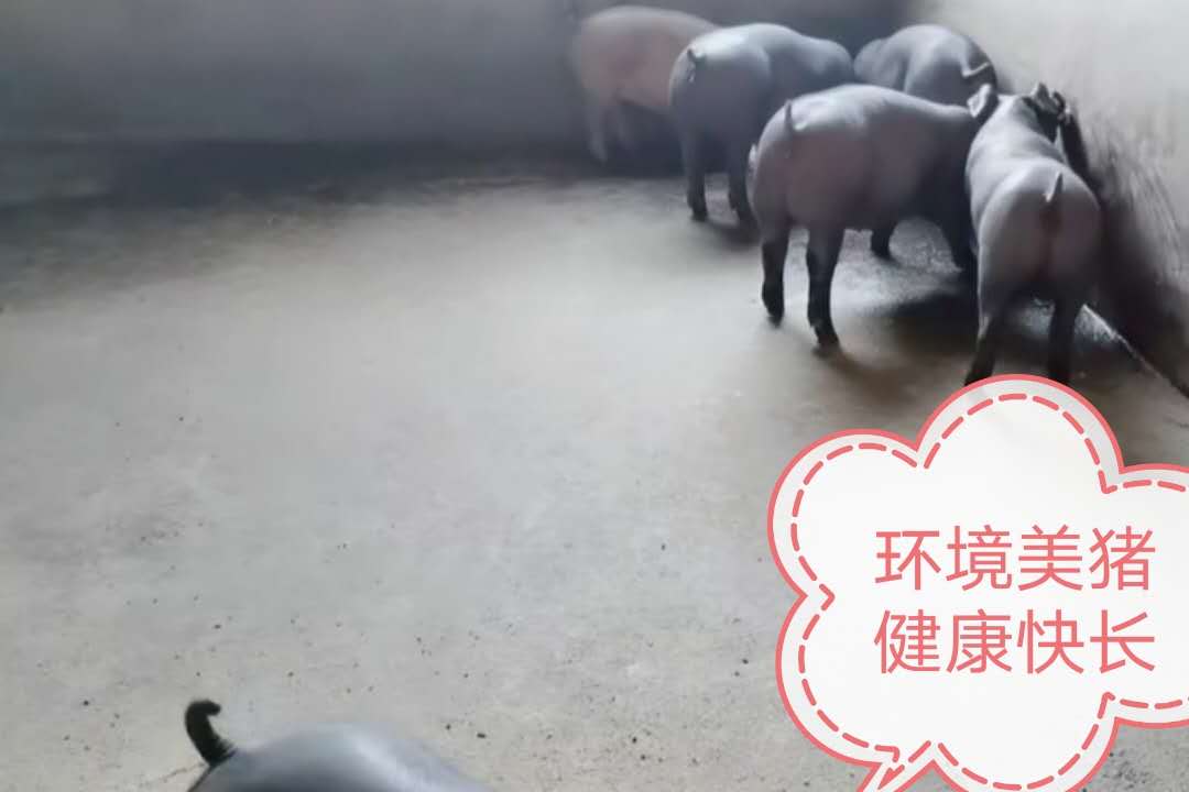 夏季猪食欲下降的原因该如何解决,猪食欲差是怎么回事