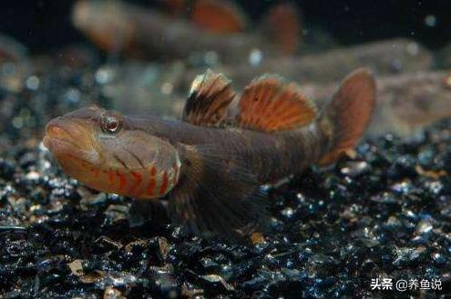 虾虎鱼怎么养能养活,虾虎鱼多养还是少养好