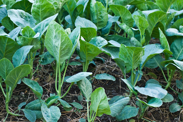 八月份最适合种的蔬菜,八月份都种什么蔬菜最合适南方