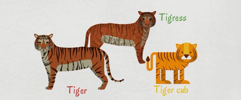 关于动物的英语单词100个带图片,英语常用词汇整理