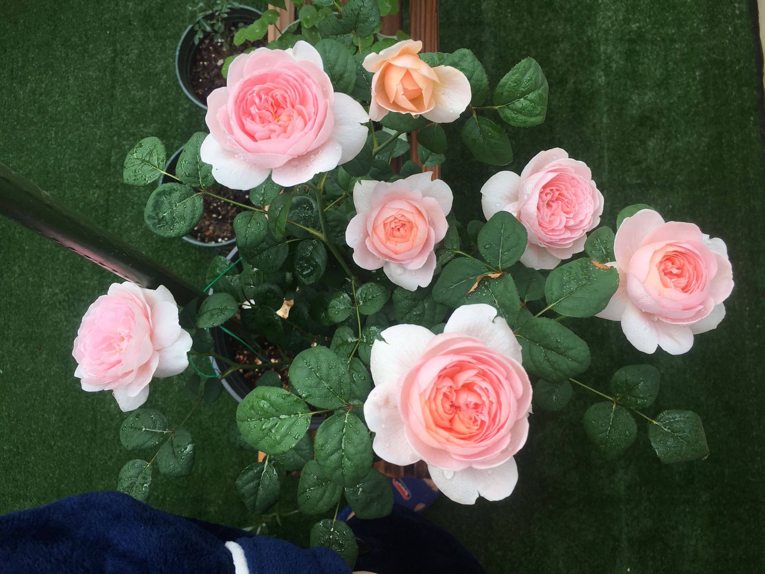 非常耐阴开花又多的植物,好养的开花株型还好看的植物