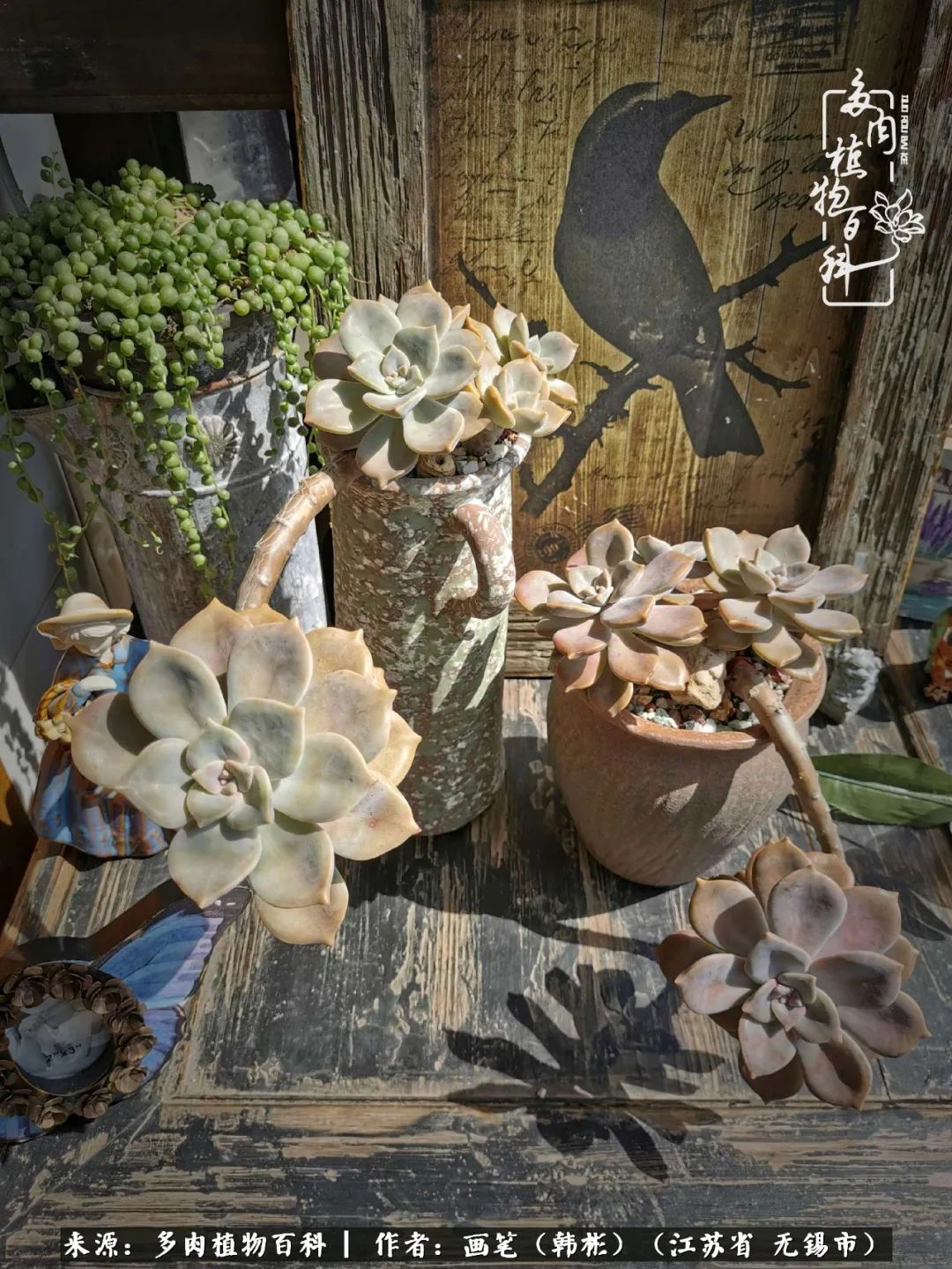 阳台多肉花园简直美翻了,适合男生养的多肉