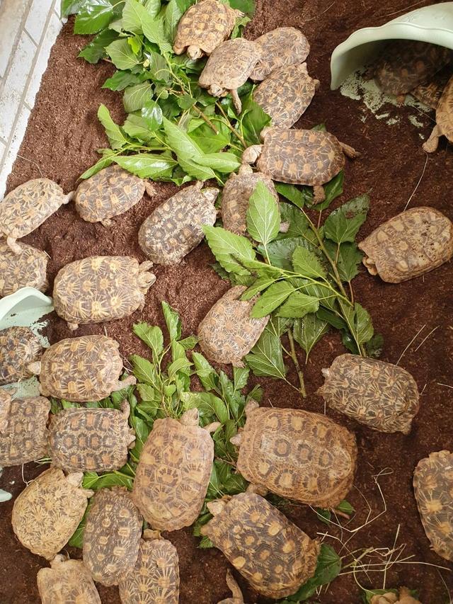 高背陆龟乌龟,饼干陆龟幼龟