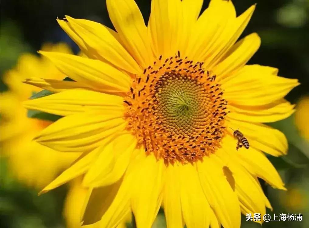 鍞湁椴滆姳闃冲厜鍜岀埍涓嶅彲杈滆礋,鍏遍潚妫灄鍏洯绉嬭壊缇庡緱浠や汉绐掓伅