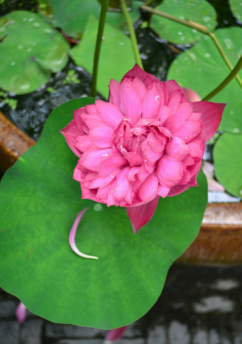 如何分辨碗莲种子的真假,怎么分辨碗莲种子的真假