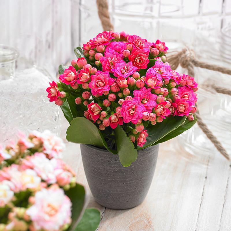 给人养殖什么花适合家养,什么花最好养又适合长期喝