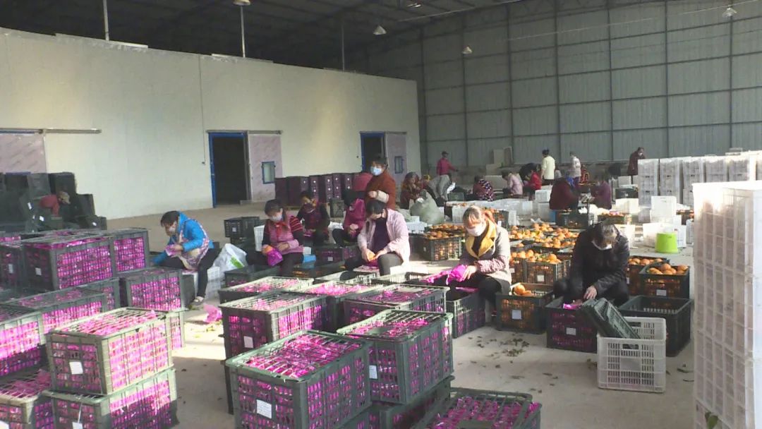 井研特产爱媛耙耙柑,四川乐山井研集益耙耙柑