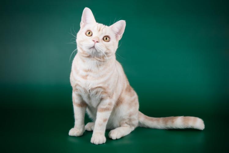 美短常见颜色,美短和英短哪个颜色好看