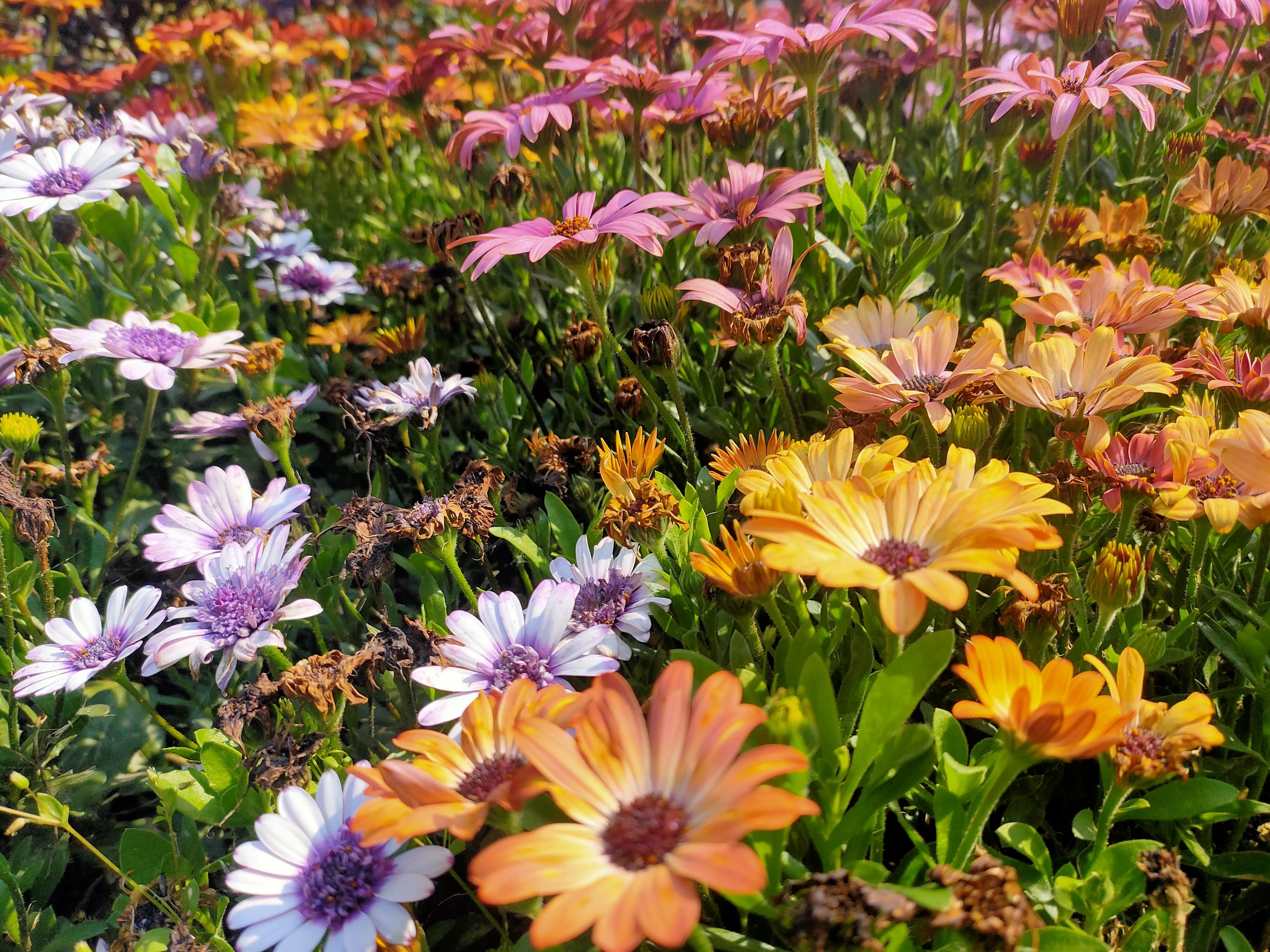 一片花怎么拍出花海的感觉,该怎么拍出花海的感觉好看