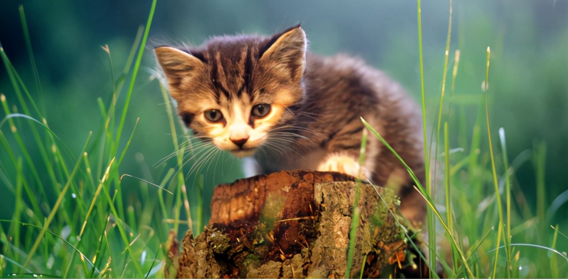 去非洲草原，要怎么做，才能不被狮子吃掉？