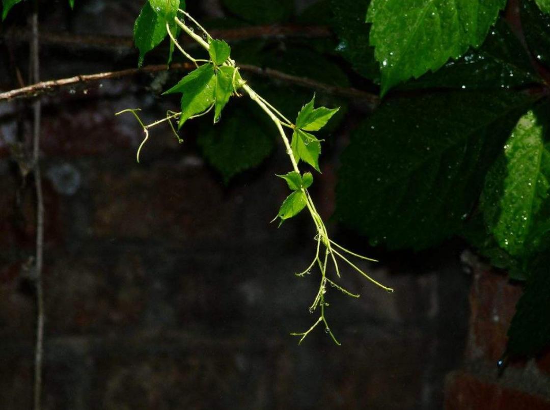 为什么城市高架桥下都要种爬山虎,我国高架桥为什么种爬山虎