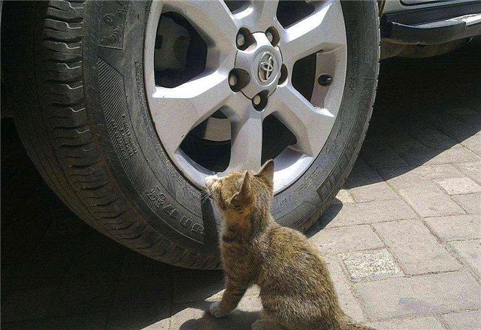 猫咪喝了防冻液会死吗,猫咪吃了防冻液什么症状