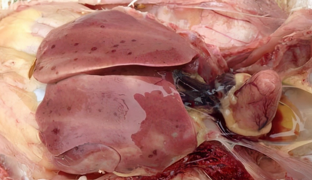 鸡几种常见肝病的防治对策蛋鸡大肝病治疗方法蛋鸡肝肿脾肿