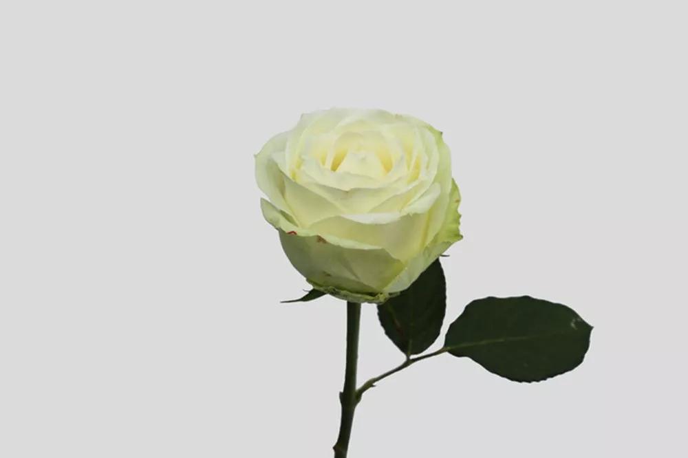 花店常用玫瑰花品种大全,一篇文章带你认识三亚40种花