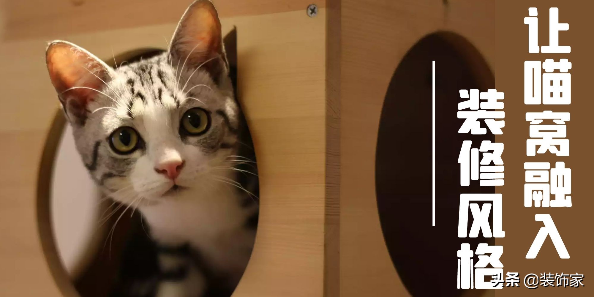 铲屎官最爱的客厅方案,铲屎官最满意的卧室装饰