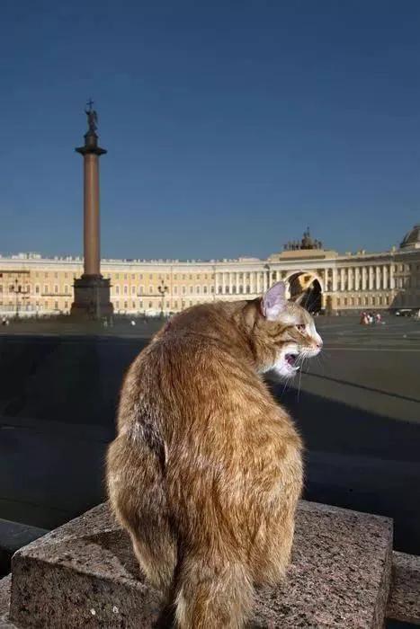 流浪猫突然暴富了,俄罗斯3只流浪猫