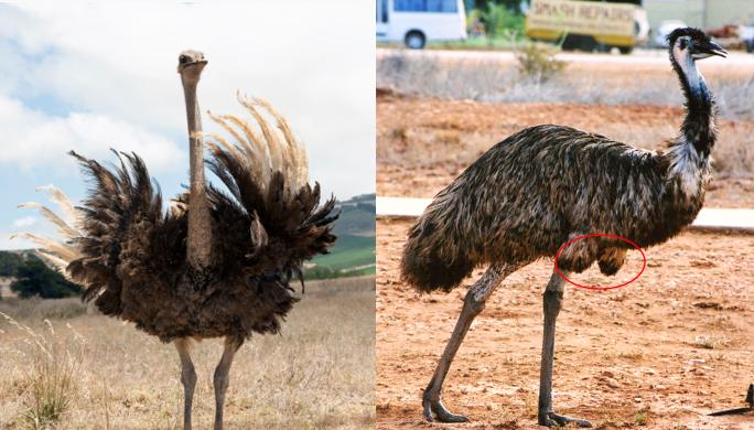 鸸鹋和鸵鸟区别,鸵鸟和鸸鹋有什么区别