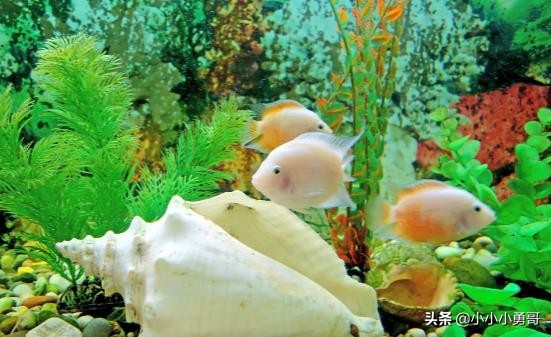 新手养鱼降温技巧图解,新手养鱼注意事项及做法