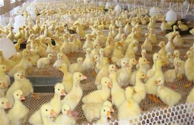 水禽有多少种病,水禽病诊断