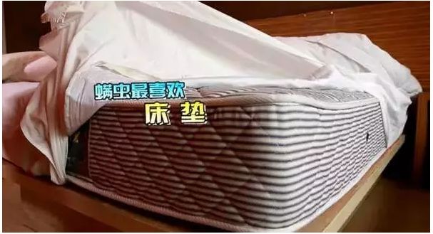 500万只螨虫陪你入睡,消除螨虫的100种方法