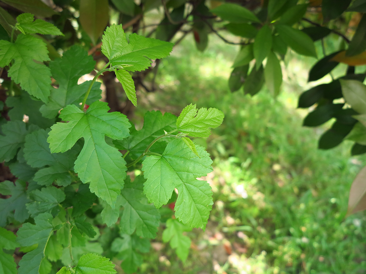 佳能g1x是微单还是卡片机,佳能g16g1x