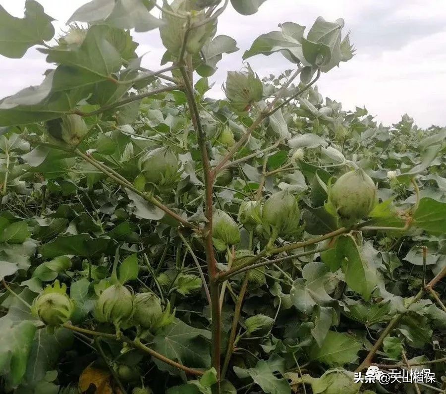 棉花高密度栽培,棉花一膜六行高产栽培技术