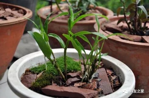 石斛兰用苔藓包着水培不烂根吗,石斛兰花烂根要怎么挽救