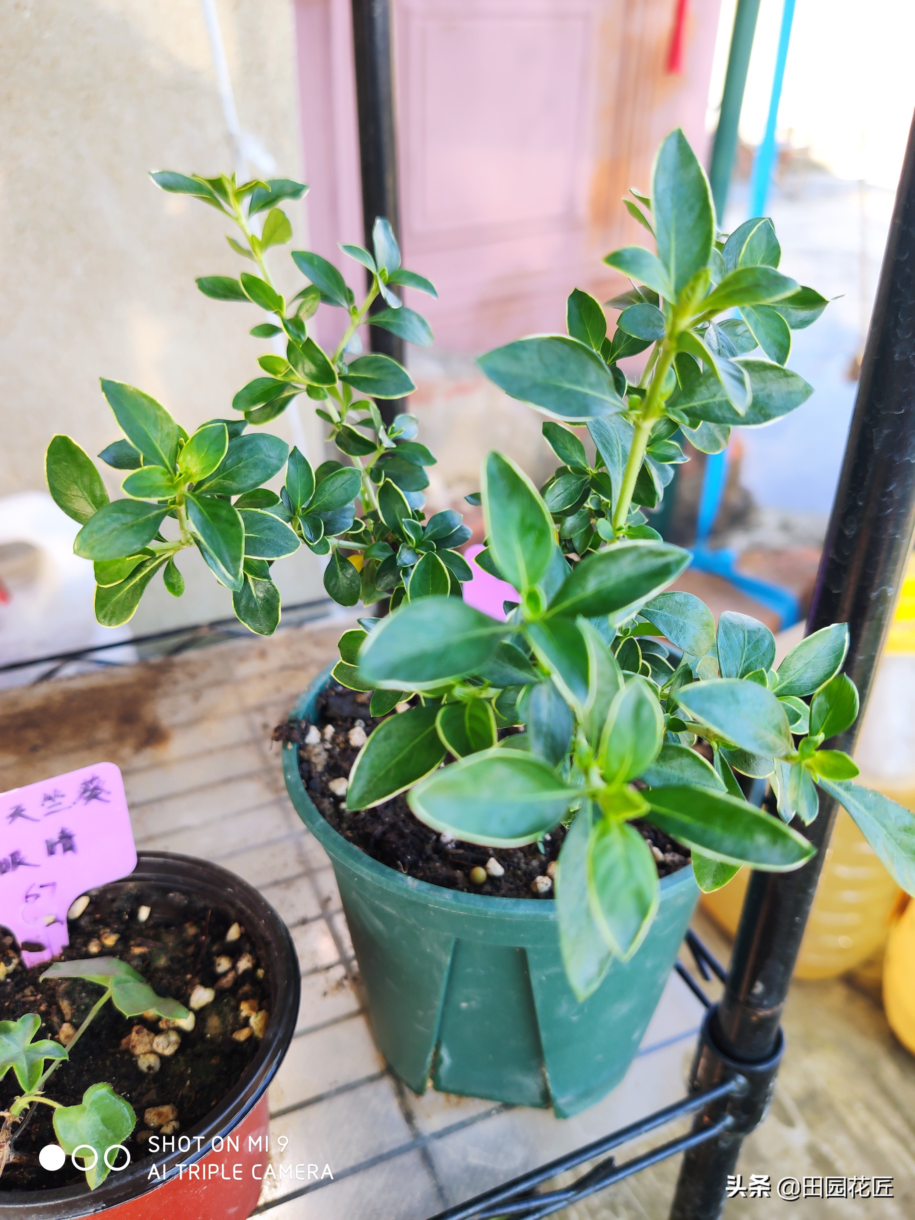 六月雪，黄叶、黑叶、落叶？养护注意这几点，枝繁叶茂不再落叶