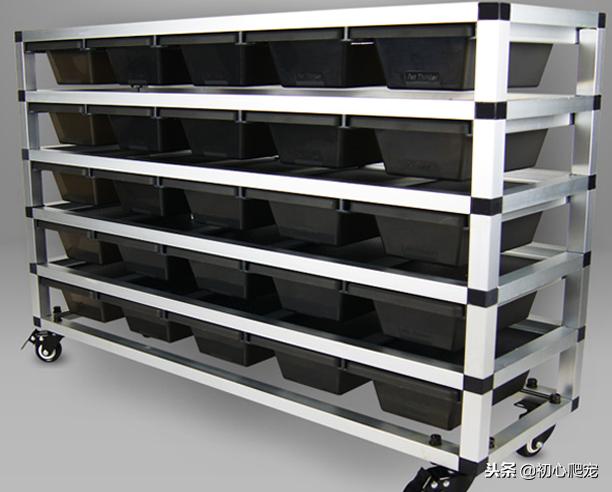 好用的豹纹守宫上手攻略,新手养豹纹守宫还是肥尾守宫