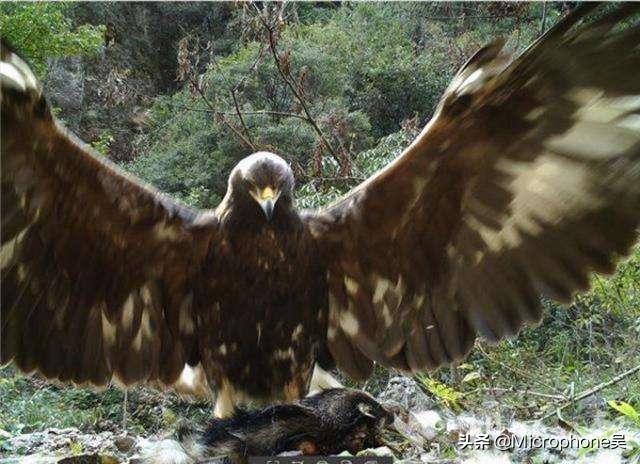 历史上真实的神雕,神雕真的存在